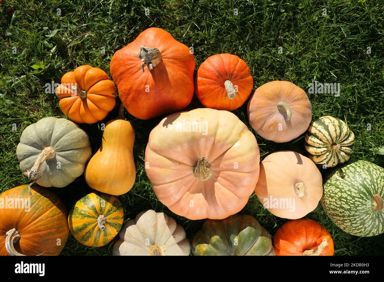Pumpkins and squashes varieties on the grass. Colorful pumpkins background. Stock Photo