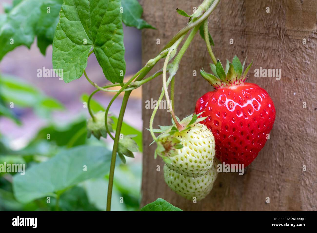 Strawberries growing outside in a garden planter, Sussex, UK Stock Photo