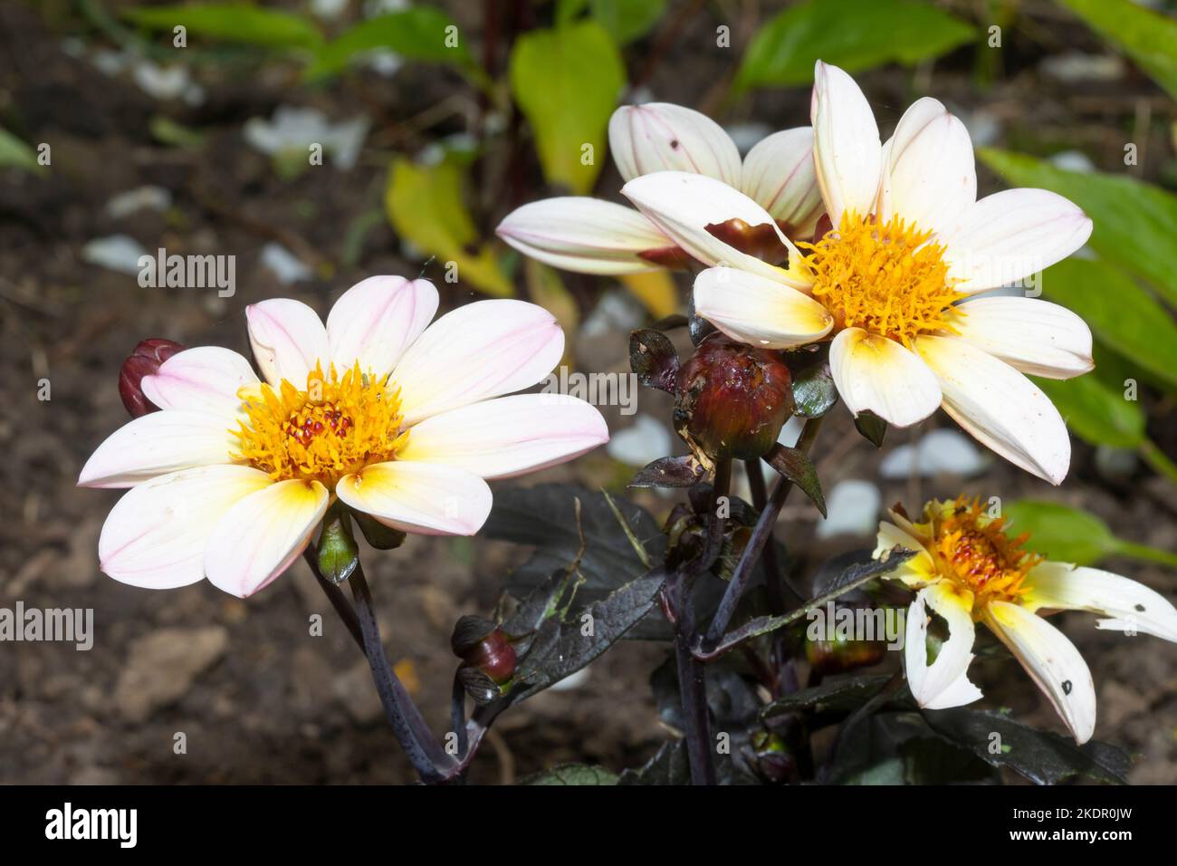 Dahlia happy days with white flowers, a dwarf variety of the Dahlia plant. Stock Photo
