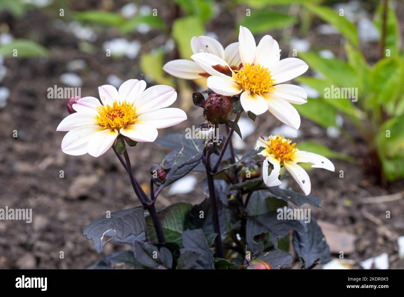 Dahlia happy days with white flowers, a dwarf variety of the Dahlia plant. Stock Photo