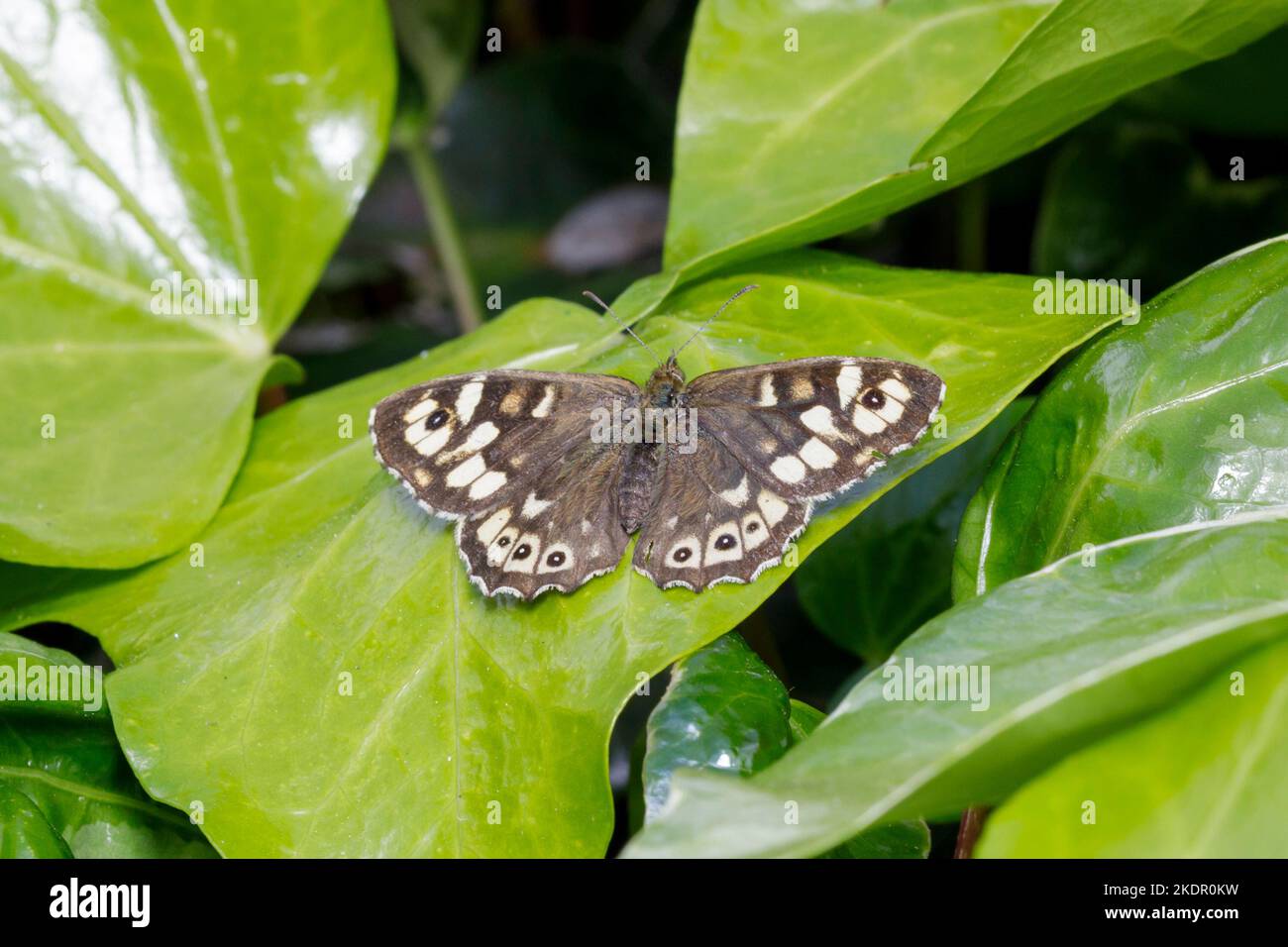 Speckled wood butterfly (Pararge aegeria) Sussex, UK Stock Photo