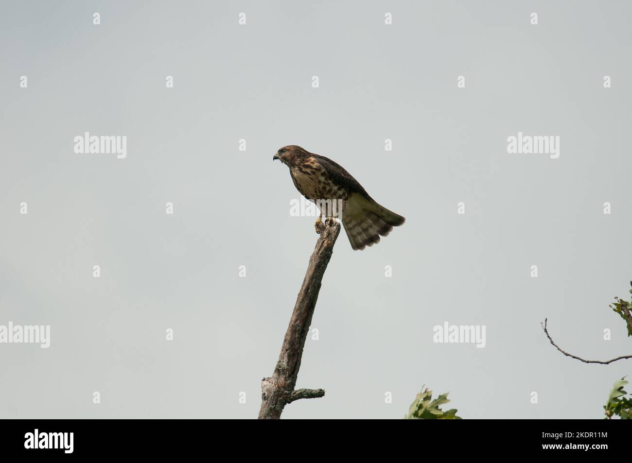 Broad-Winged Hawk perched atop a dead tree during summer Stock Photo