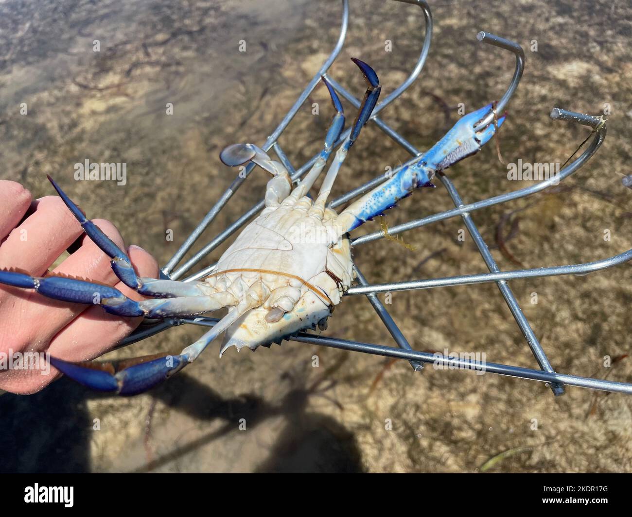 Fresh crab hunting Stock Photo Alamy