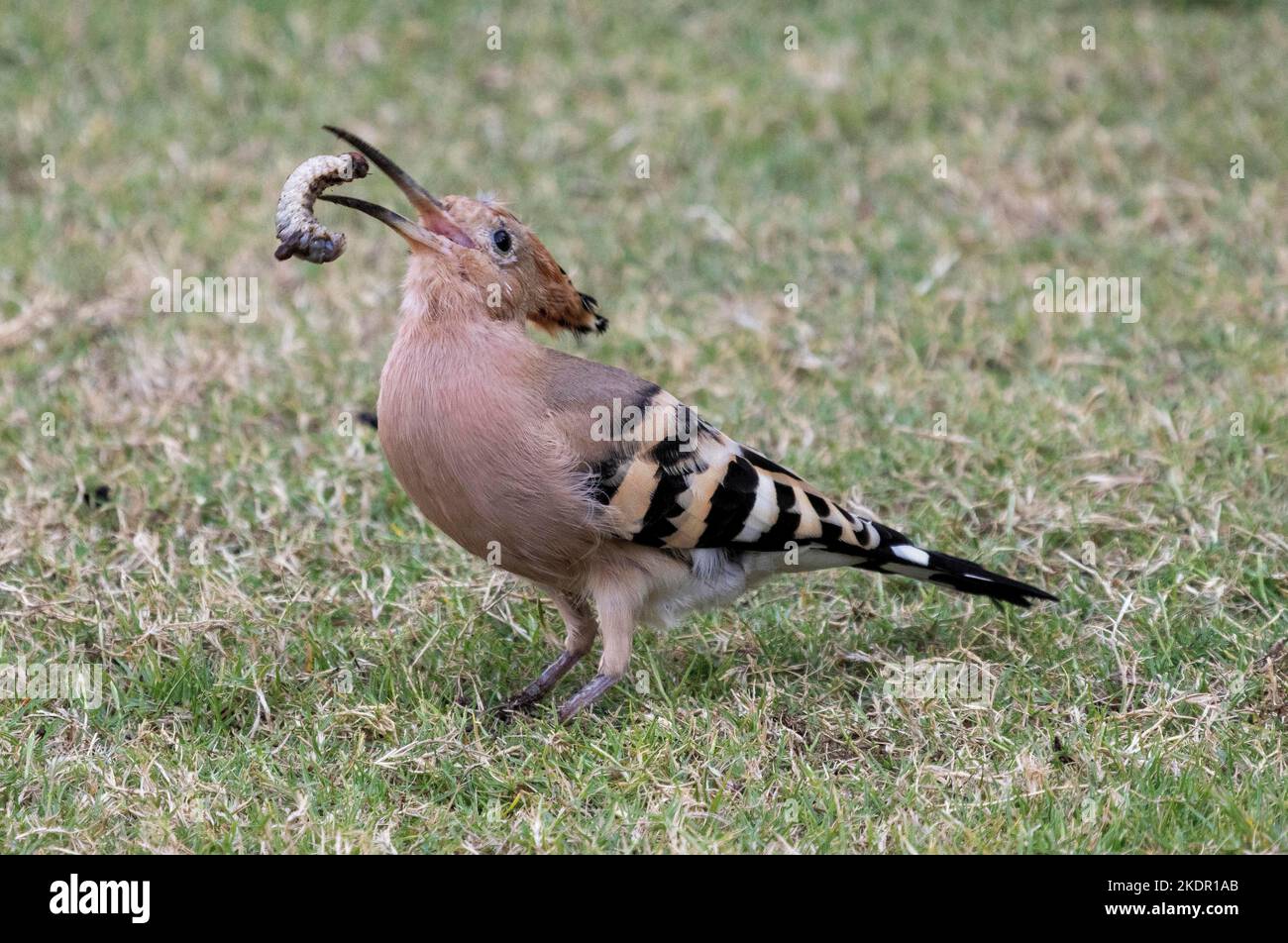 hoopoe (Upupa epops epopee) tossing insect grub into beak, Egypt Stock Photo