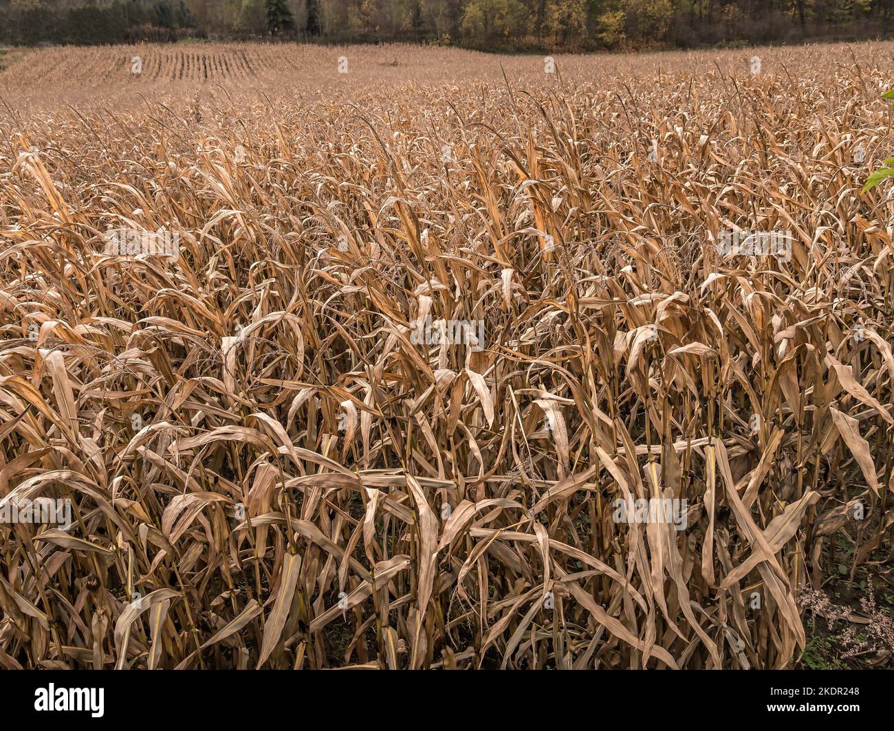 Ripe and dry cornfield ready for harvesting Stock Photo