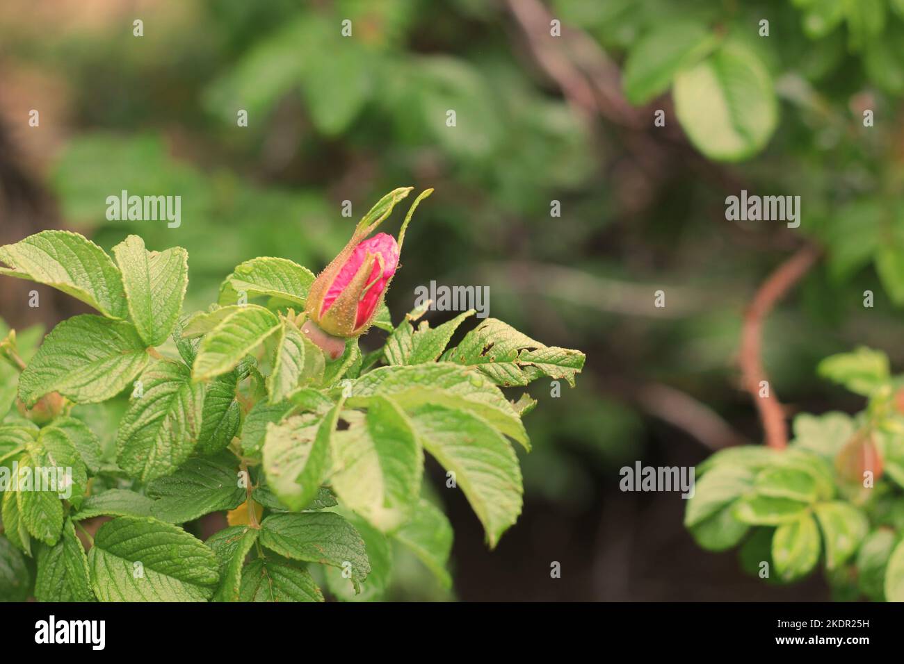Beautiful spring roses budding on the bush Stock Photo Alamy