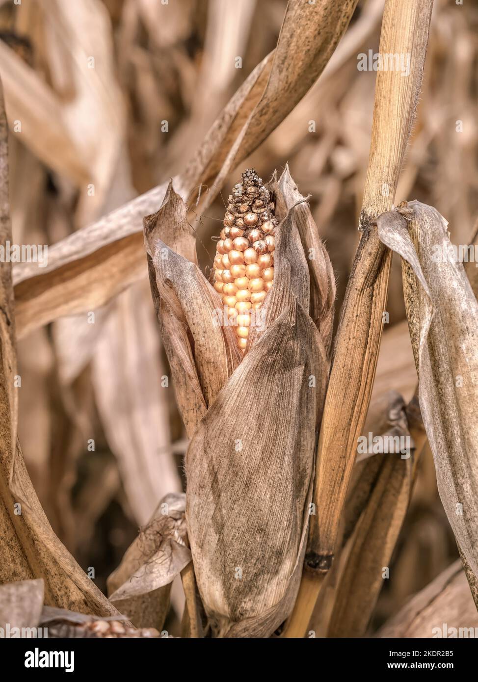 Closeup of ripe corncob in the cornfield Stock Photo