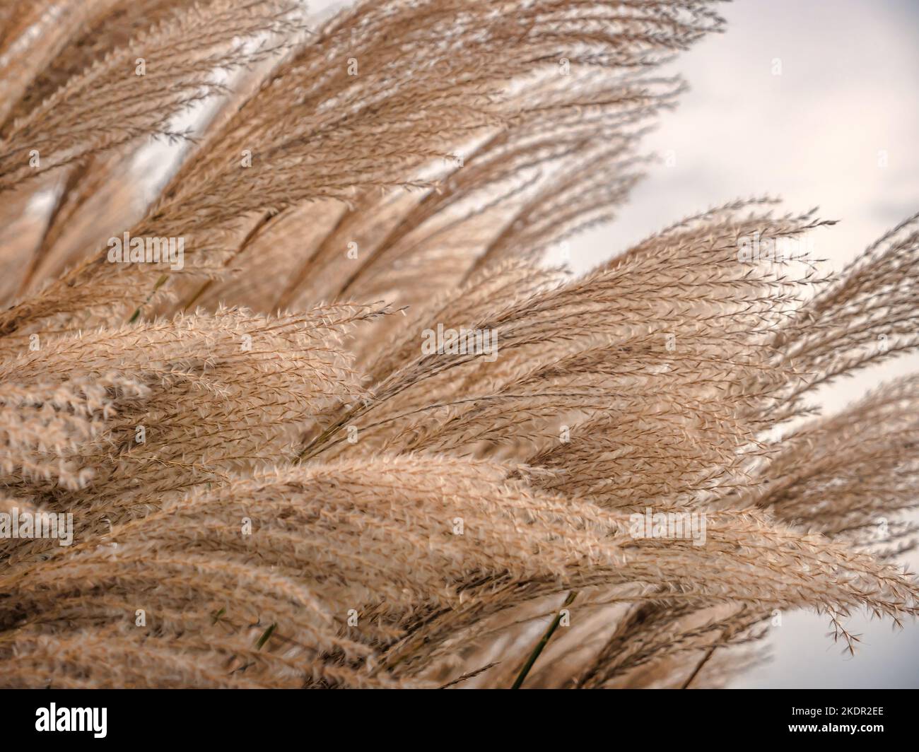 Closeup of giant dry Miscanthus grass spikes waveing in the wind Stock Photo