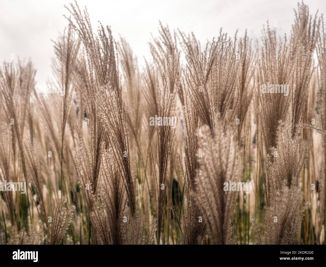Closeup of giant dry Miscanthus grass spikes waveing in the wind Stock Photo