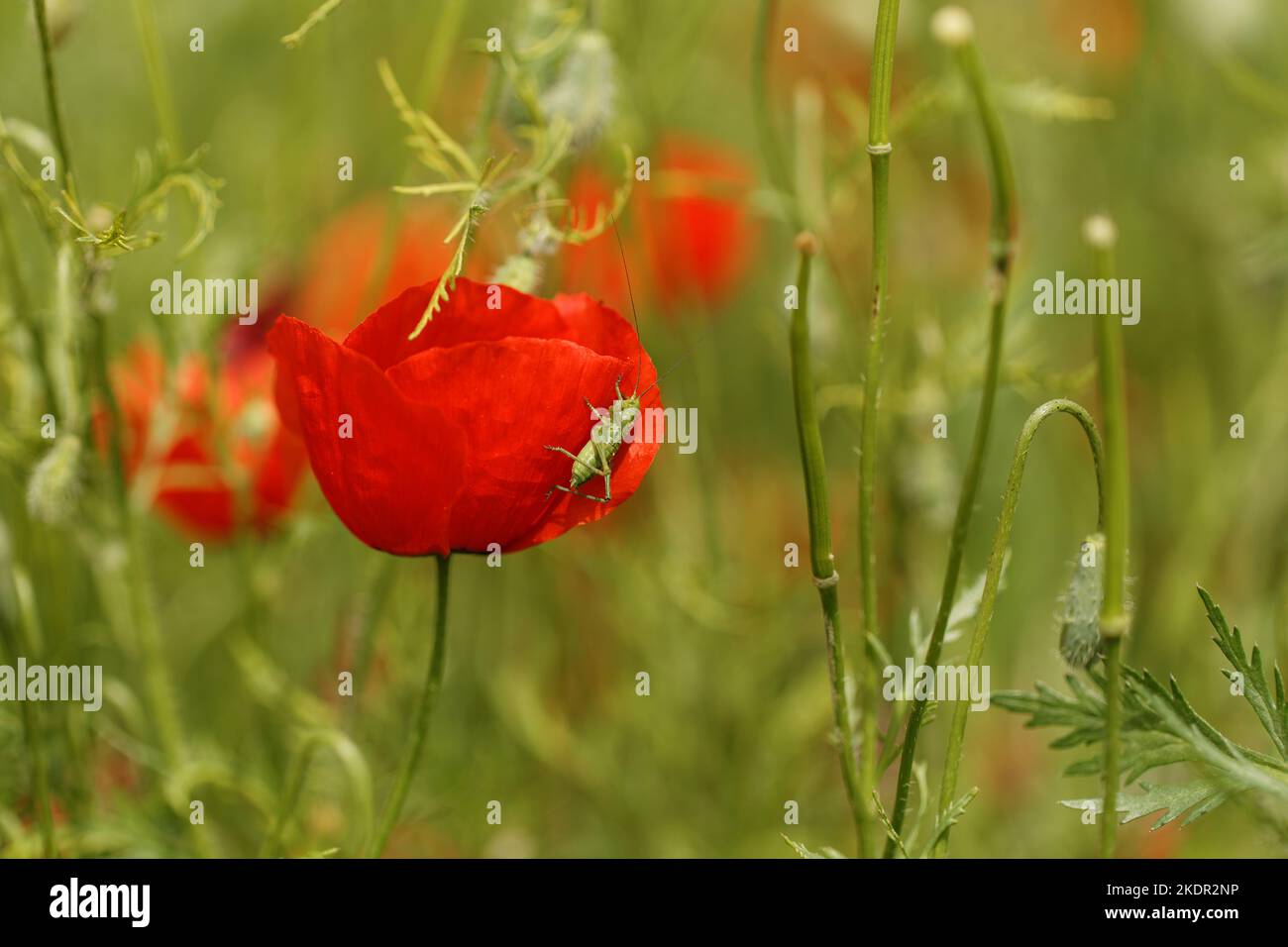 Mountain poppy field at spring time Stock Photo - Alamy