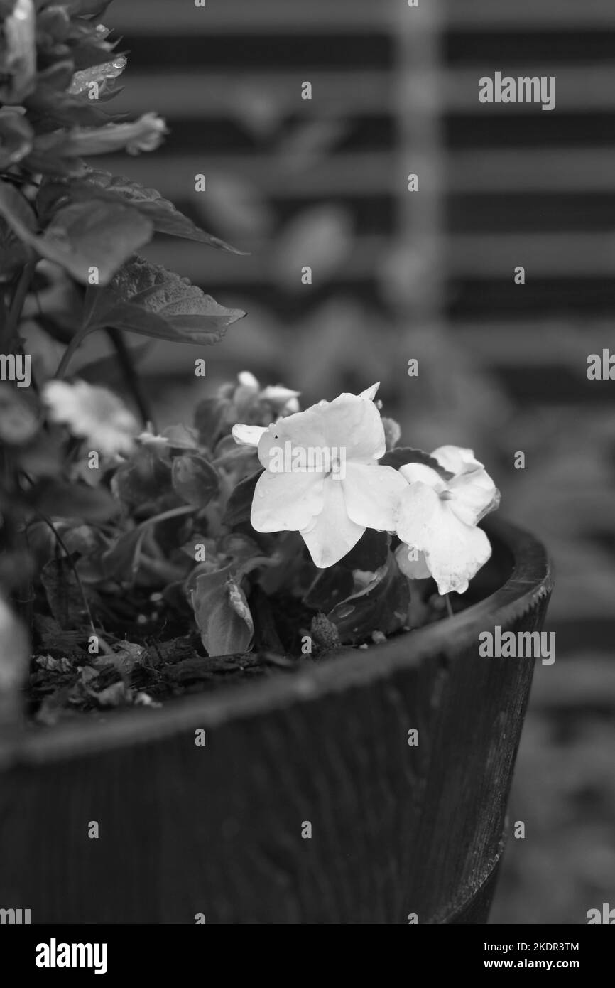 Beautiful pansy flowers growing in the flower garden in a black and white monochrome. Stock Photo