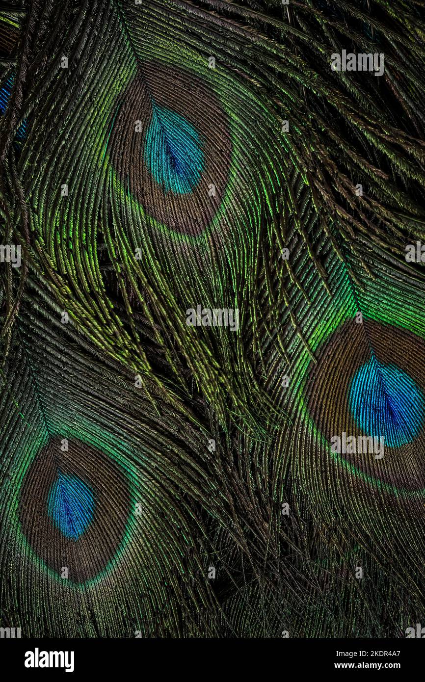 Beautiful and colorful peacock bird feathers seamless lines abstract pattern texture design natural background, wallpaper, backdrop, image, picture. Stock Photo