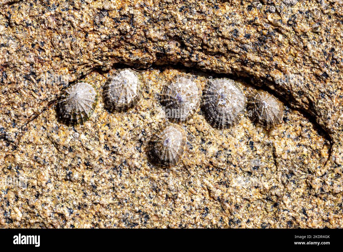Limpets on a rock on the Cornish coast Stock Photo
