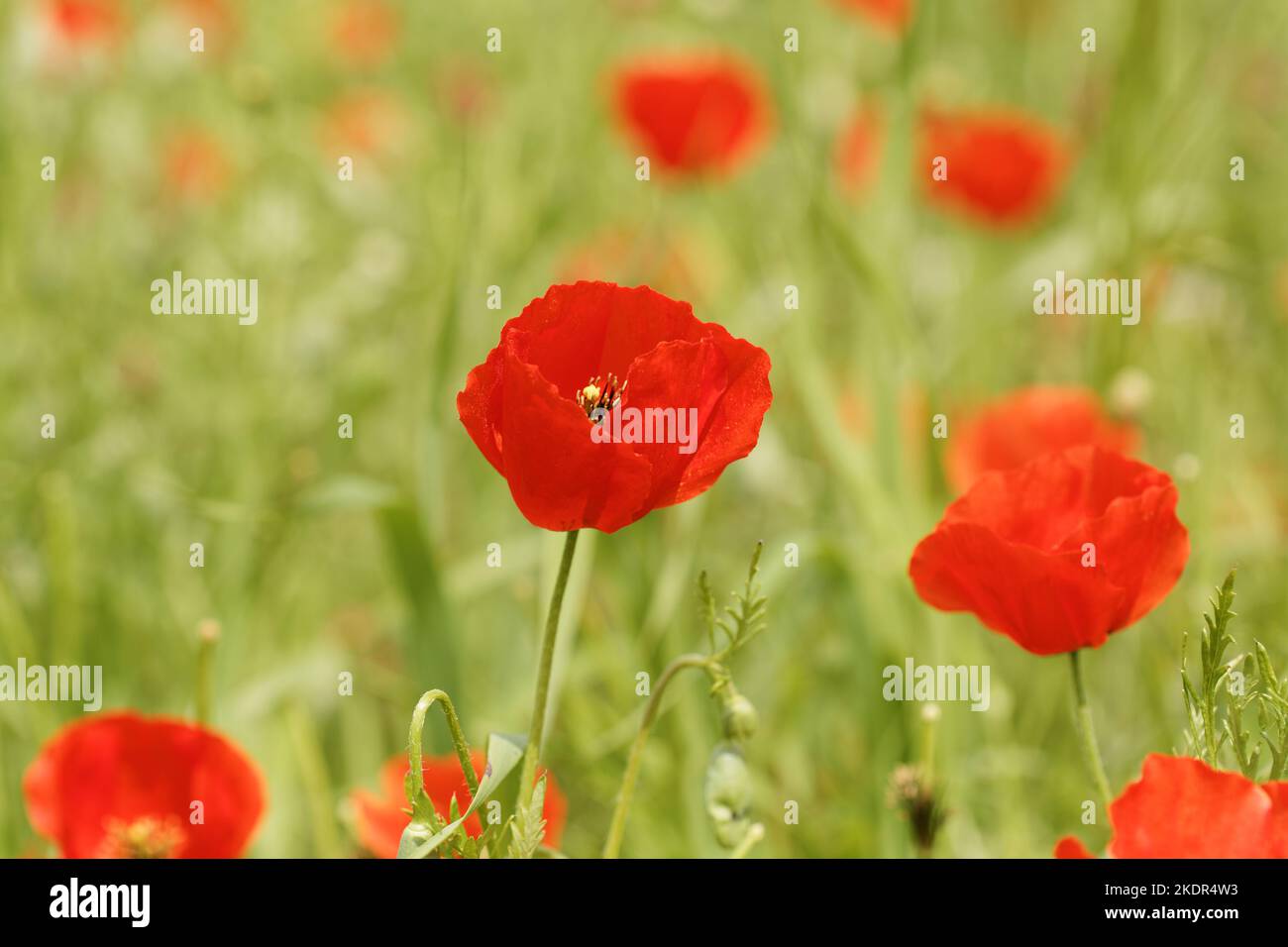 Mountain poppy field at spring time Stock Photo - Alamy