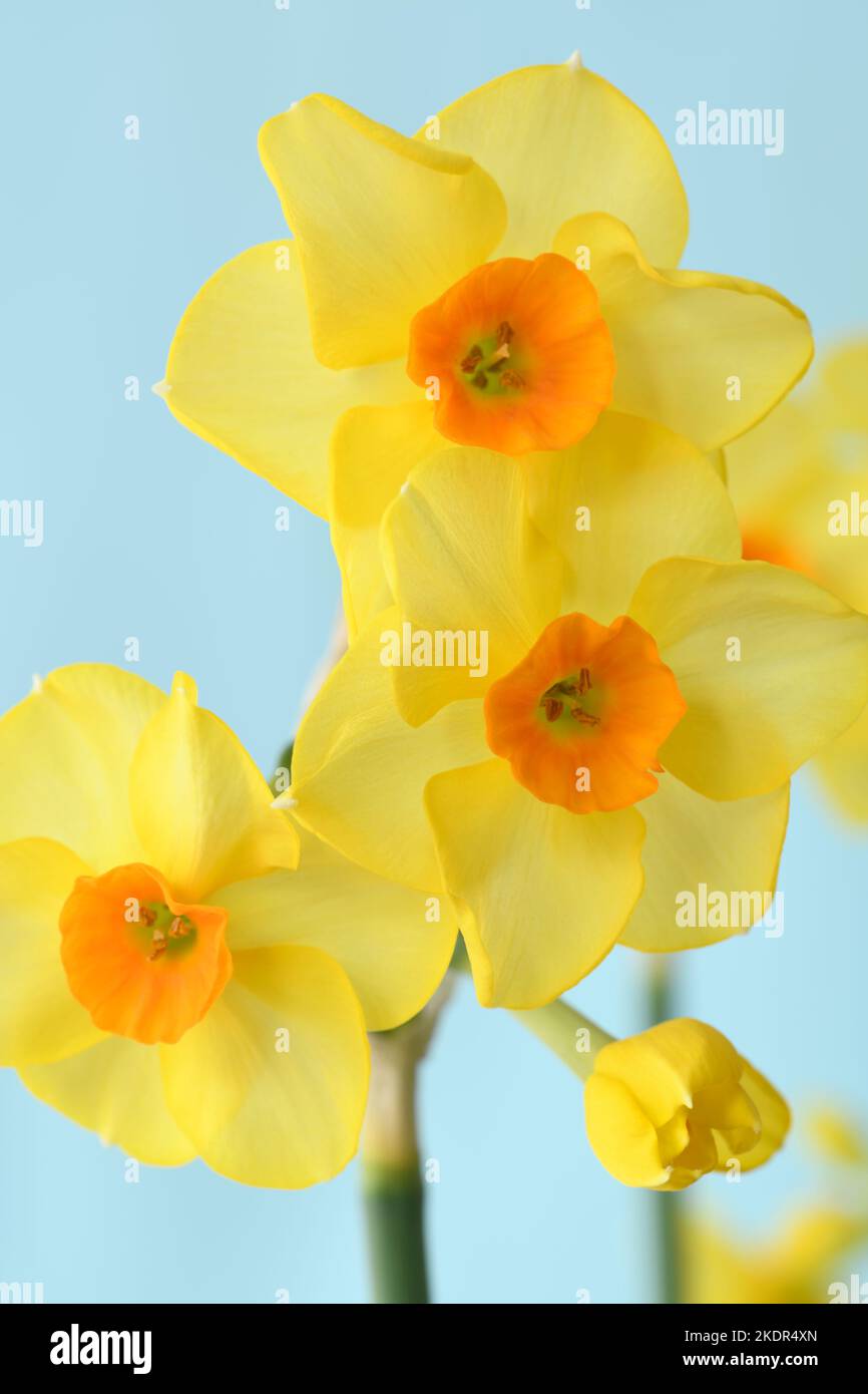 Narcissus Daffodil Stock Photo