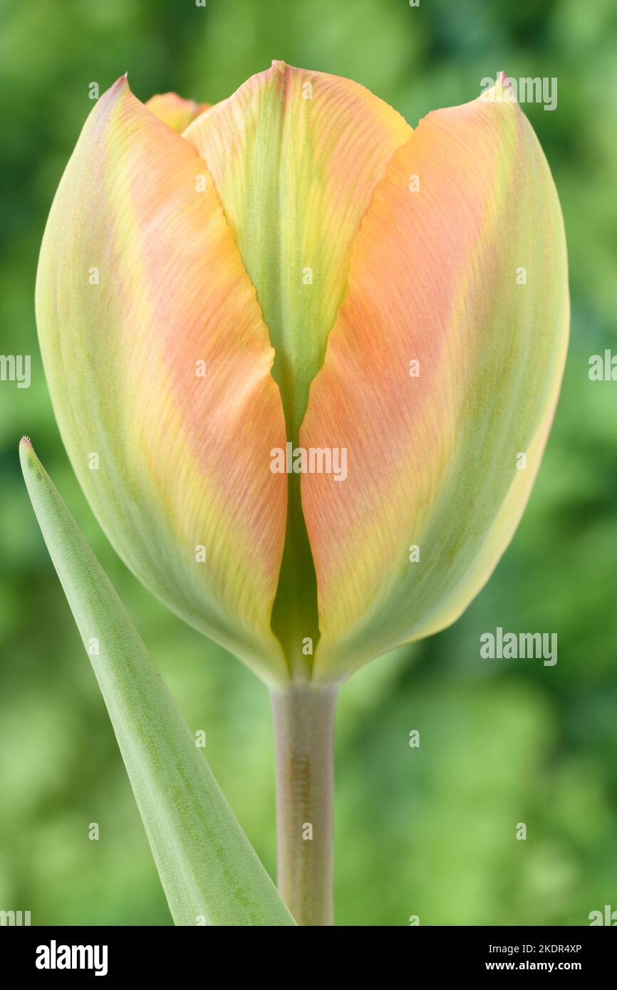 Viridiflora Group Tulipa Tulip Stock Photo
