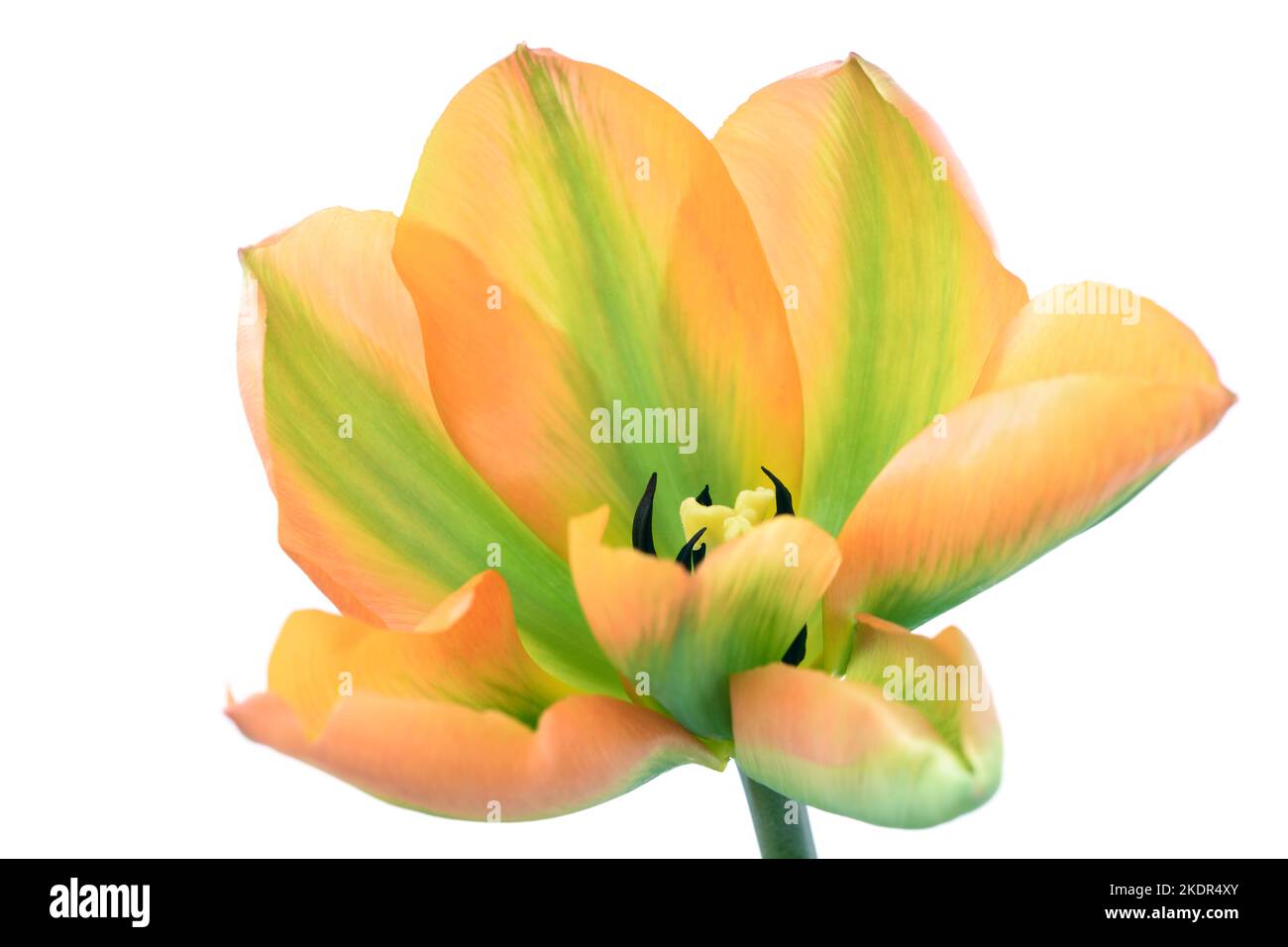 Viridiflora Group Tulipa Tulip Stock Photo
