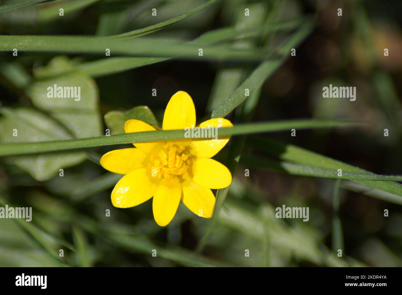yellow flower of the buttercup blooms in the garden Stock Photo