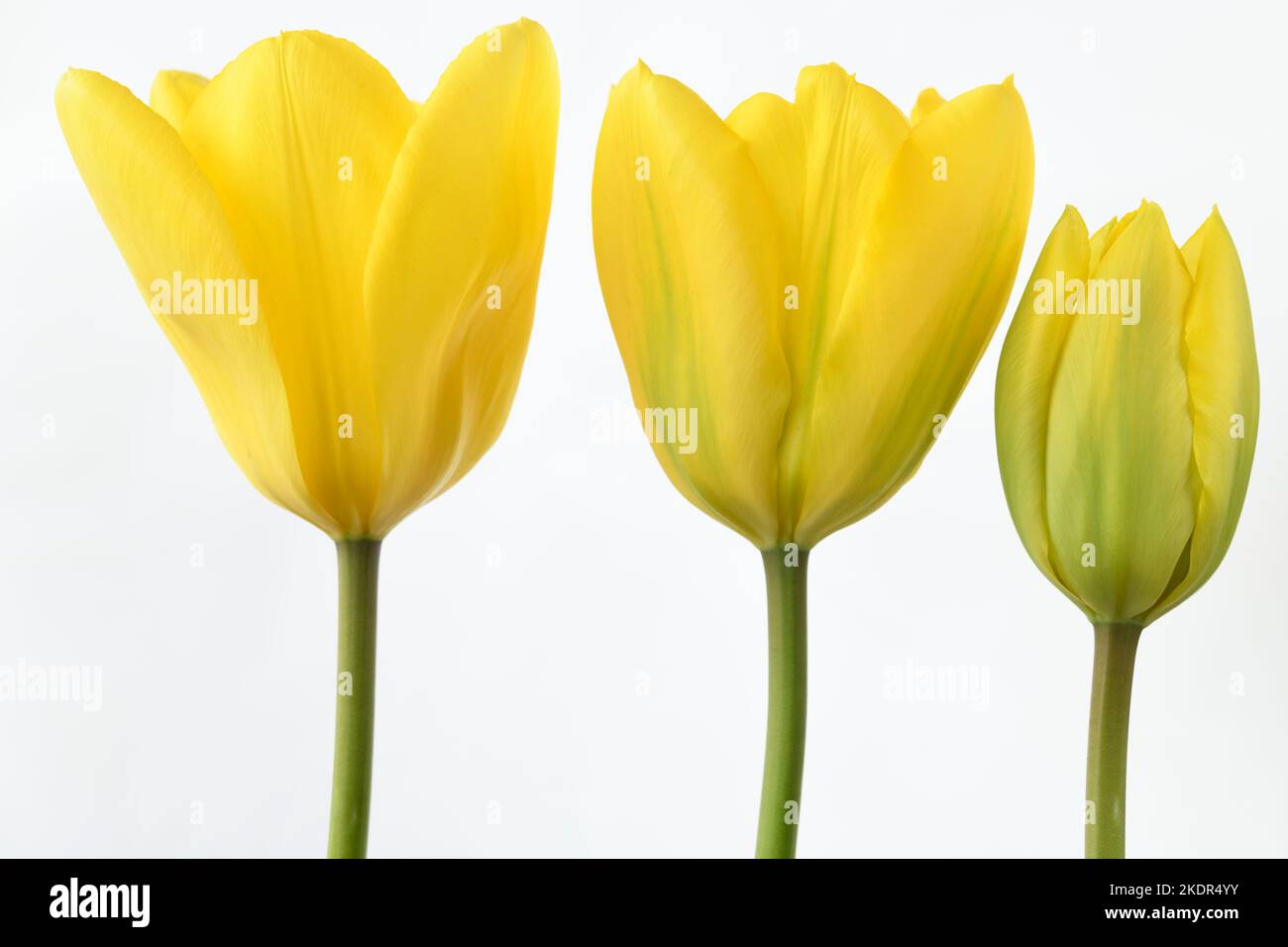 Yellow tulips  Tulipas Stock Photo