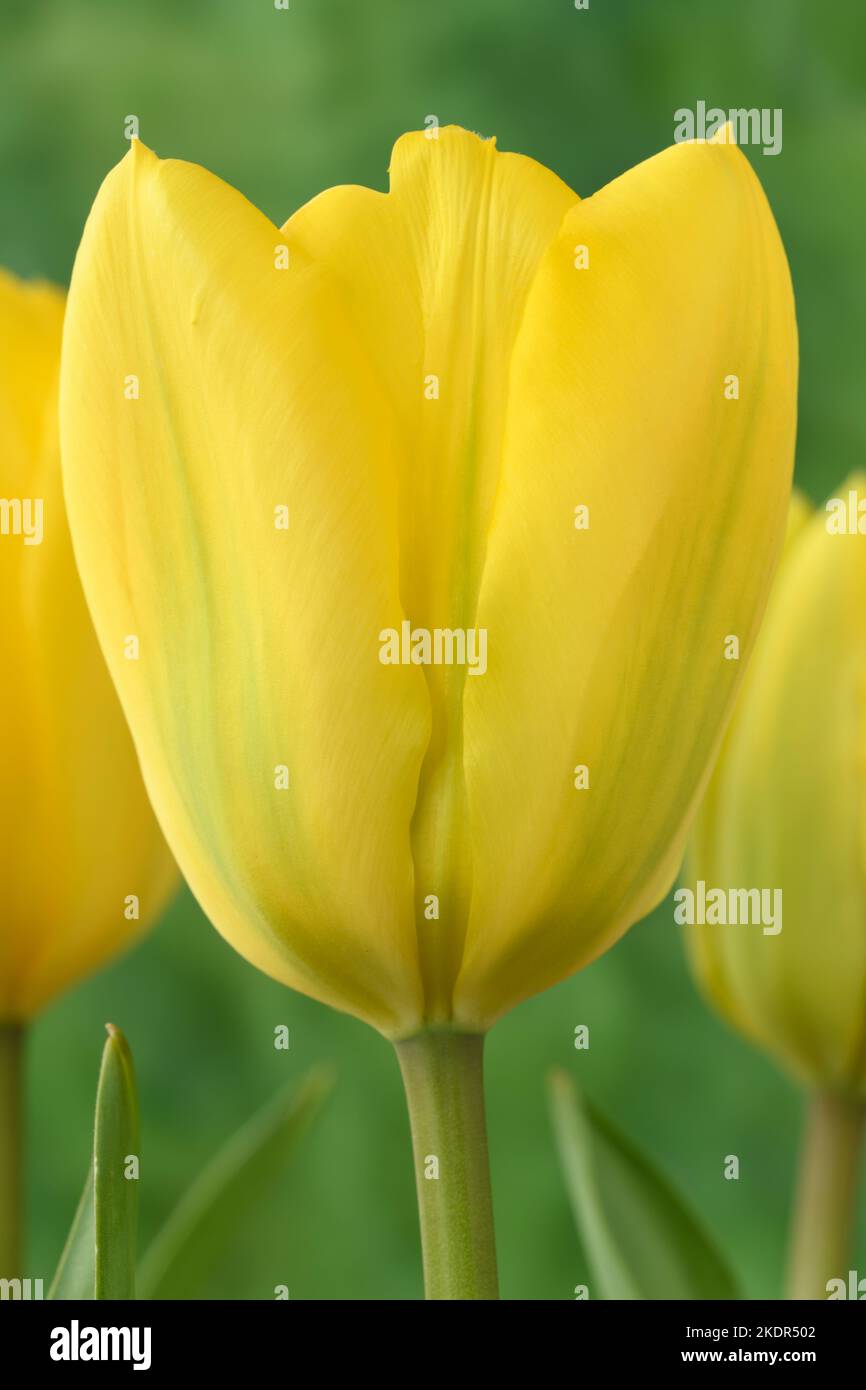 Yellow tulip  Tulipa Stock Photo