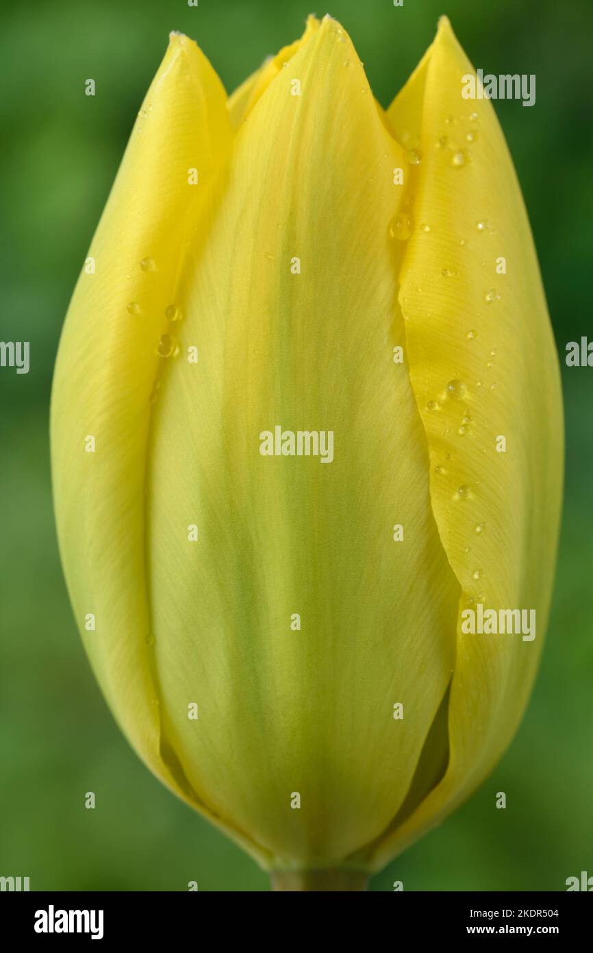Yellow tulip  Tulipa Stock Photo