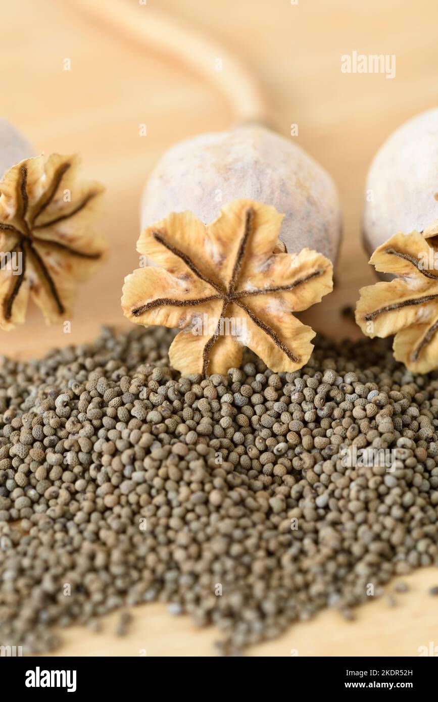 Papaver Poppy seed pods and seeds Stock Photo