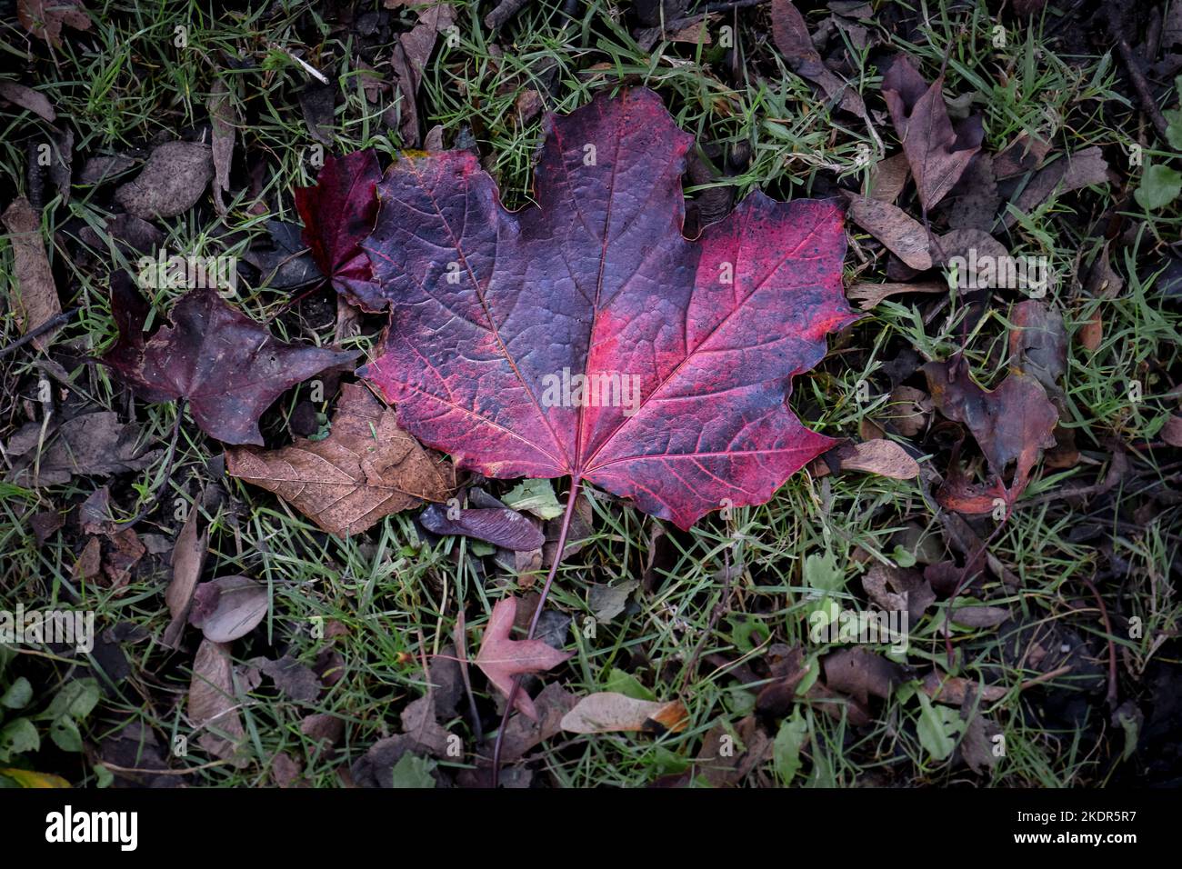 Vibrant rich colours of a dead Sycamore Acer pseudoplatanus leaf leaves lying on the ground in the Autumn in England in the UK. Stock Photo