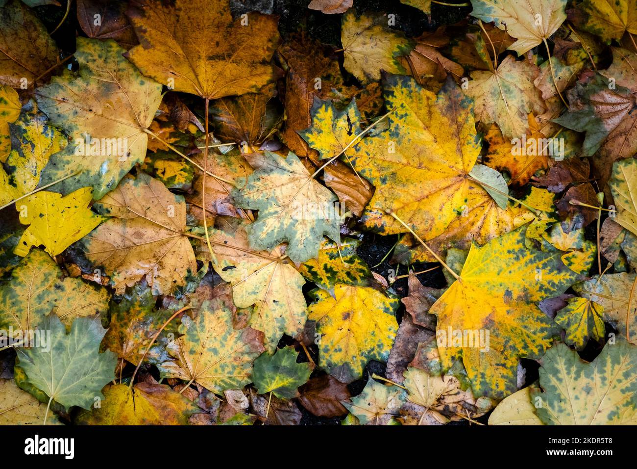 Vibrant colours of dead Autumn leaves lying on the ground in the Autumn in England in the UK. Stock Photo