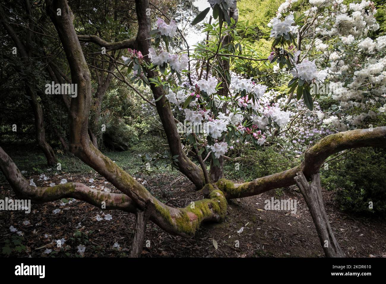 A mature Rhododendron growing in the wild sub-tropical Penjjick Garden in Cornwall.  Penjerrick Garden is recognised as Cornwalls true jungle garden i Stock Photo