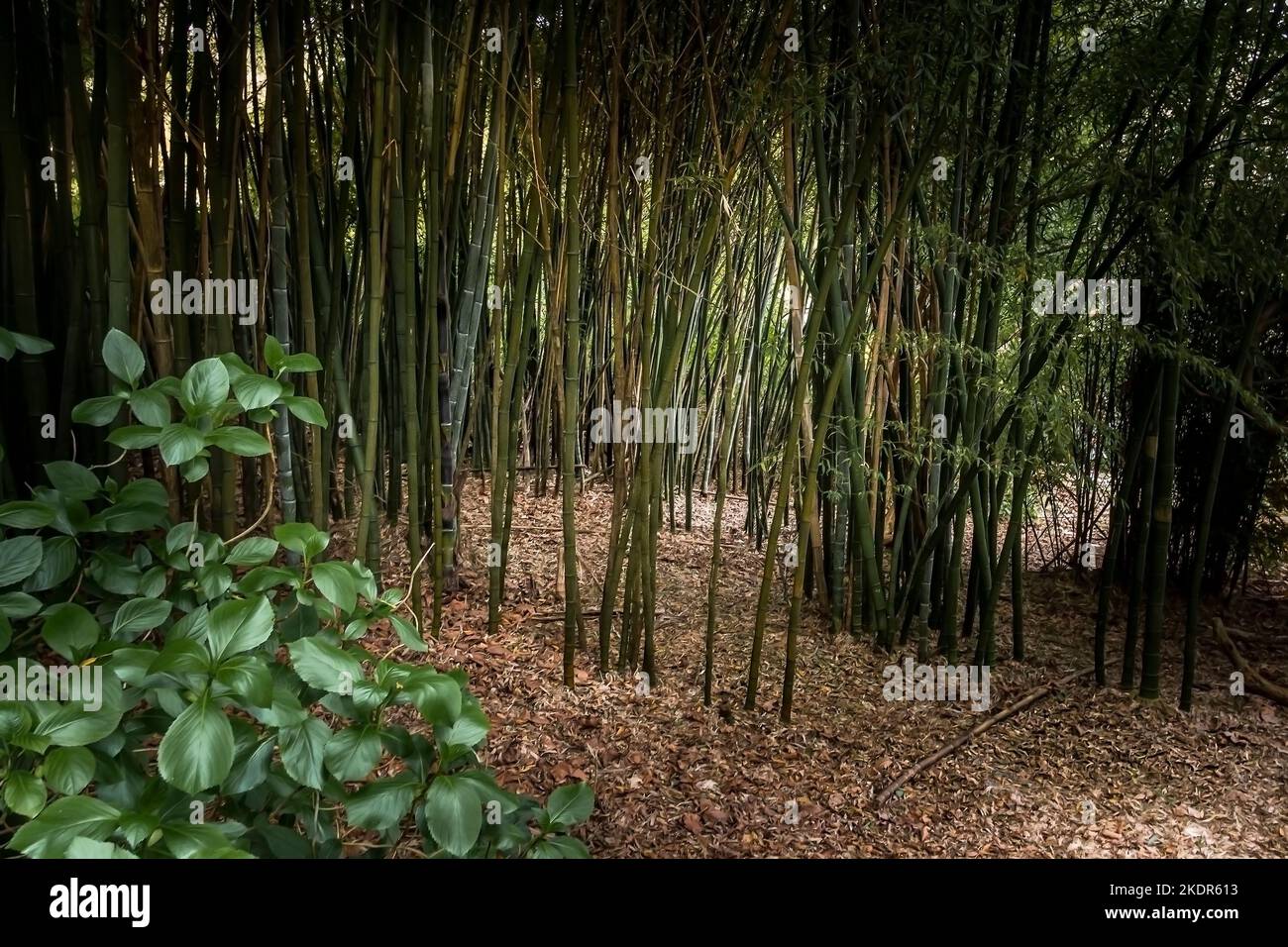A stand of Bamboo vulgaris growing in the wild sub-tropical Penjjick Garden in Cornwall.  Penjerrick Garden is recognised as Cornwalls true jungle gar Stock Photo