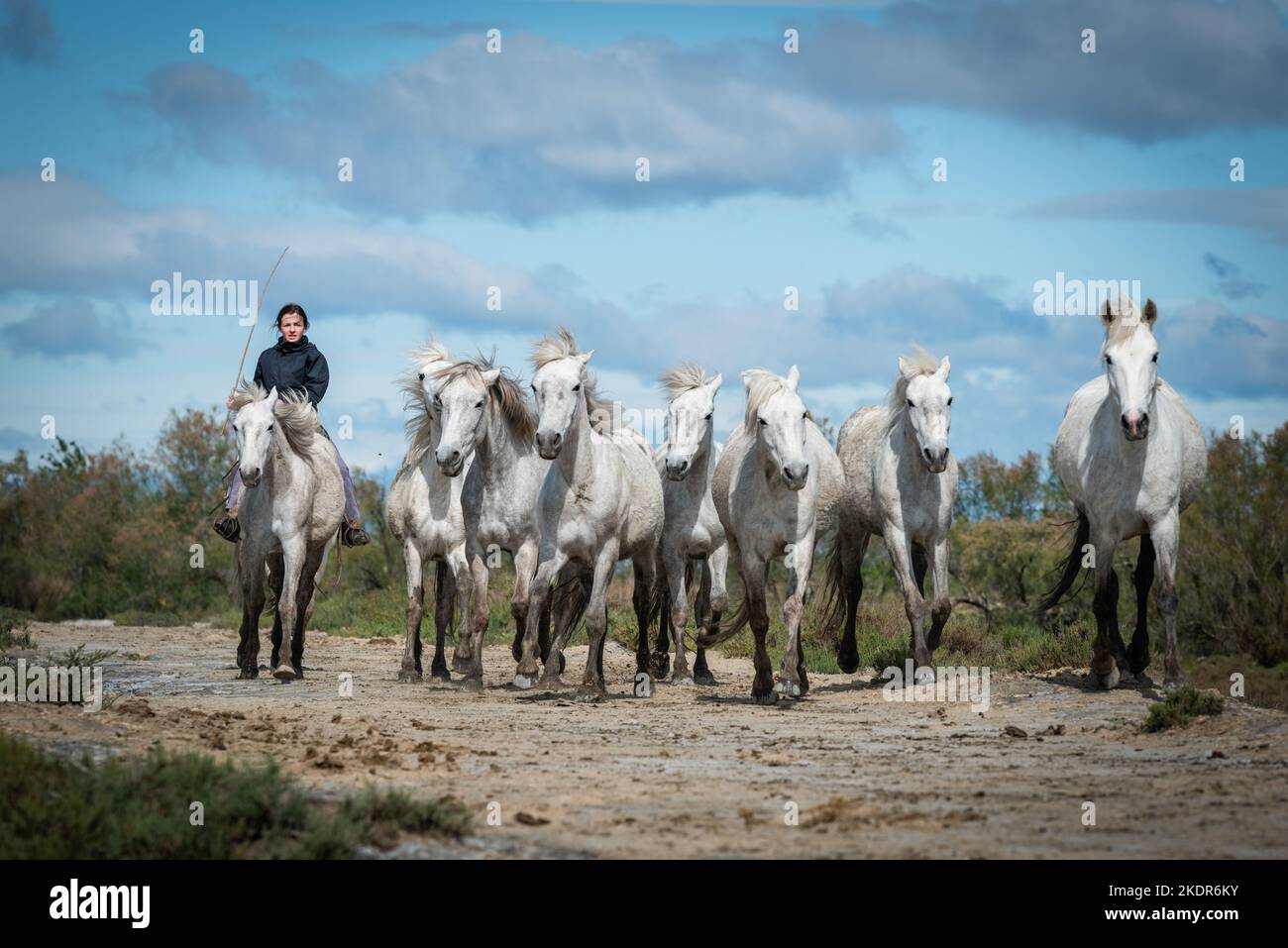 Camargue, France, April 27 2019 : White horses and two guardians are walking in the water all over in the swamp in Camargue, France. Stock Photo