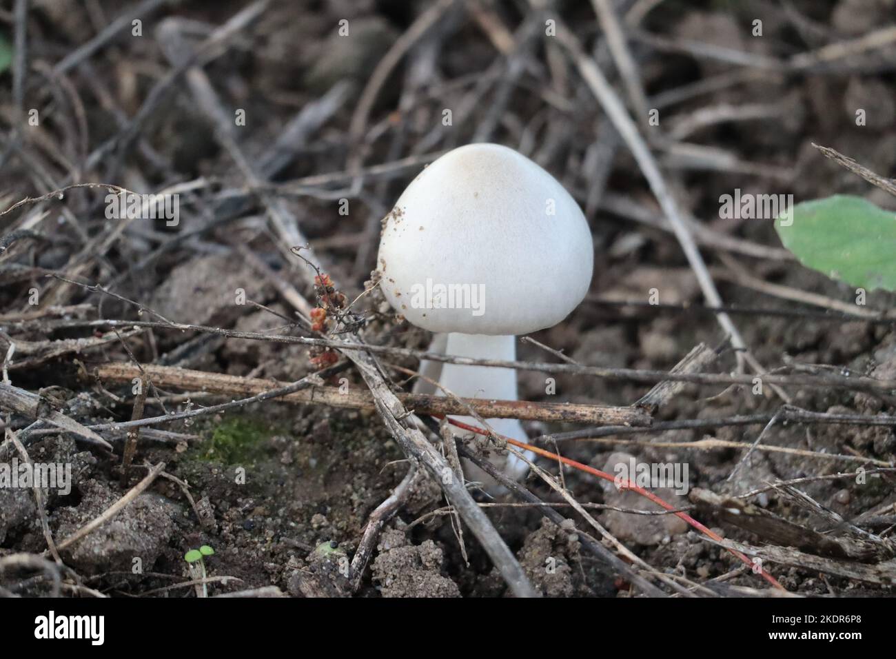 young destroying Angel mushroom on a Field Stock Photo