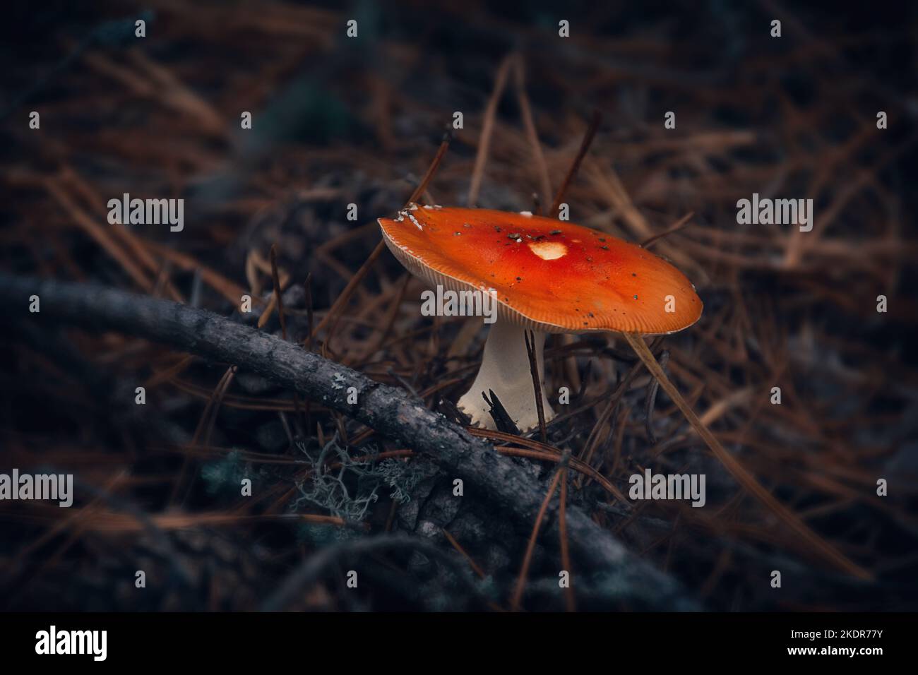 red mushroom russula close up. autumn time in the forest Stock Photo