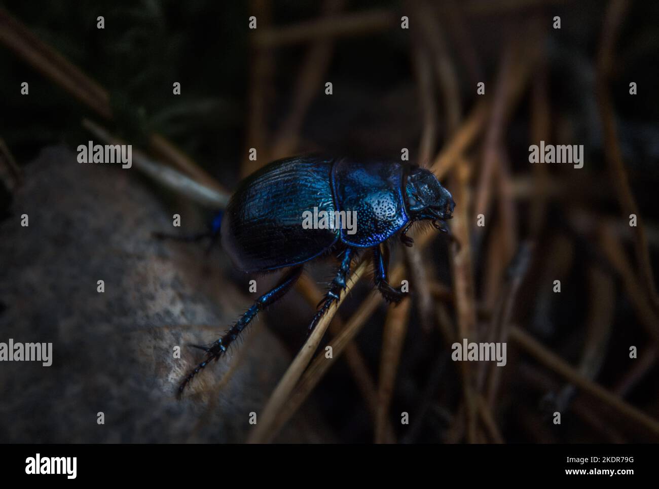 blue beetle in the forest close-up. macro world Stock Photo