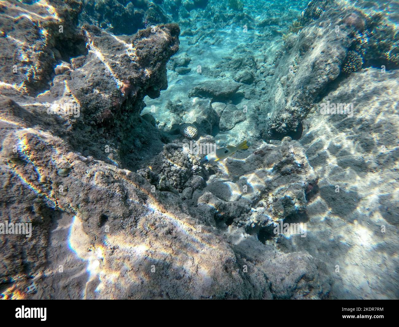 Underwater panoramic view of coral reef with tropical fish, seaweeds ...