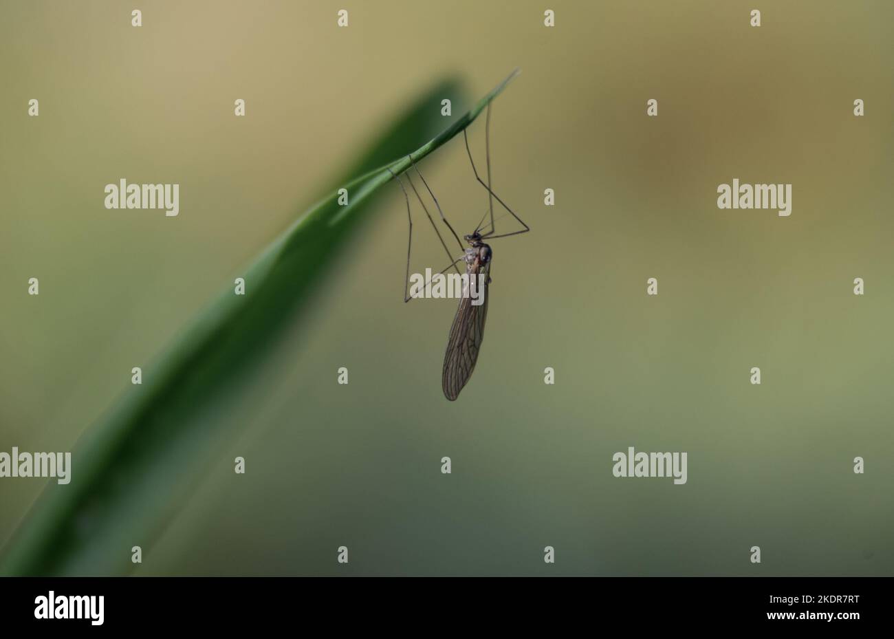 mosquito sits on a green blade of grass. macro world. Stock Photo
