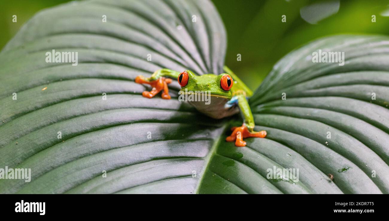 Red Eyed Tree Frog Stock Photo Alamy