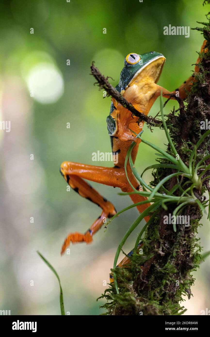Rare Frogs of Costa Rica Stock Photo