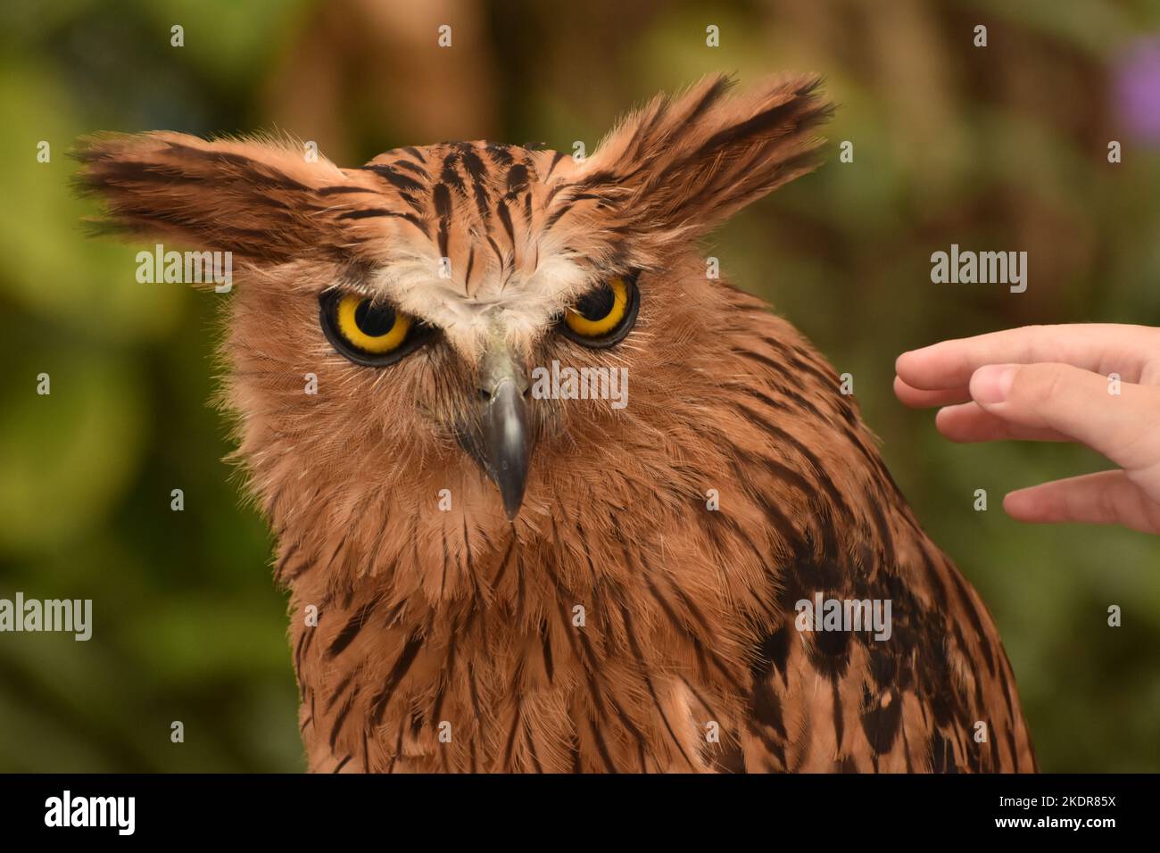 Close up photo of Sumatran eagle owl with caressing hand. Bubo sumatranus Stock Photo
