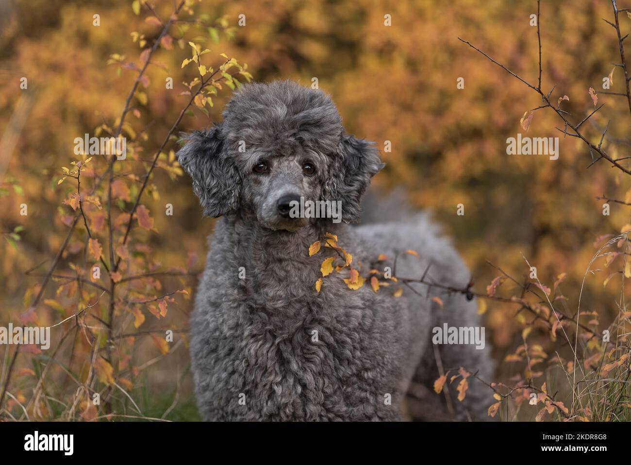 male Standard Poodle Stock Photo Alamy