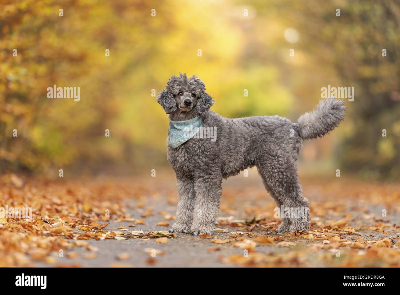 male Standard Poodle Stock Photo Alamy