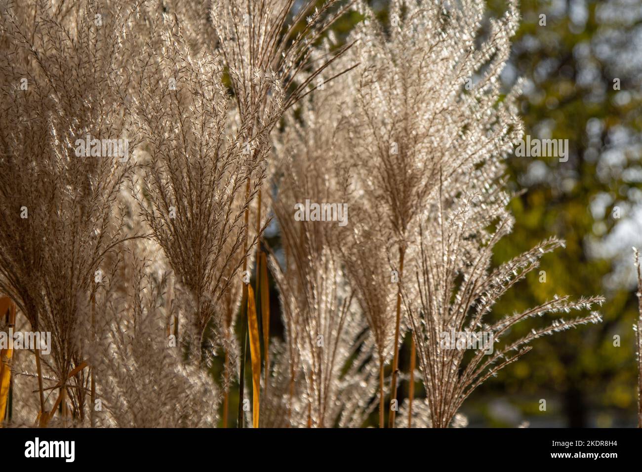 Plant Miscanthus or silvergrass. Cereal plant in the garden. Lush panicles of a flower. Botany. Floridulus, Pacific Island sacchariflorus Amur Korean muluksae, Chinese fairy grass Susuki Grass poaceae Stock Photo