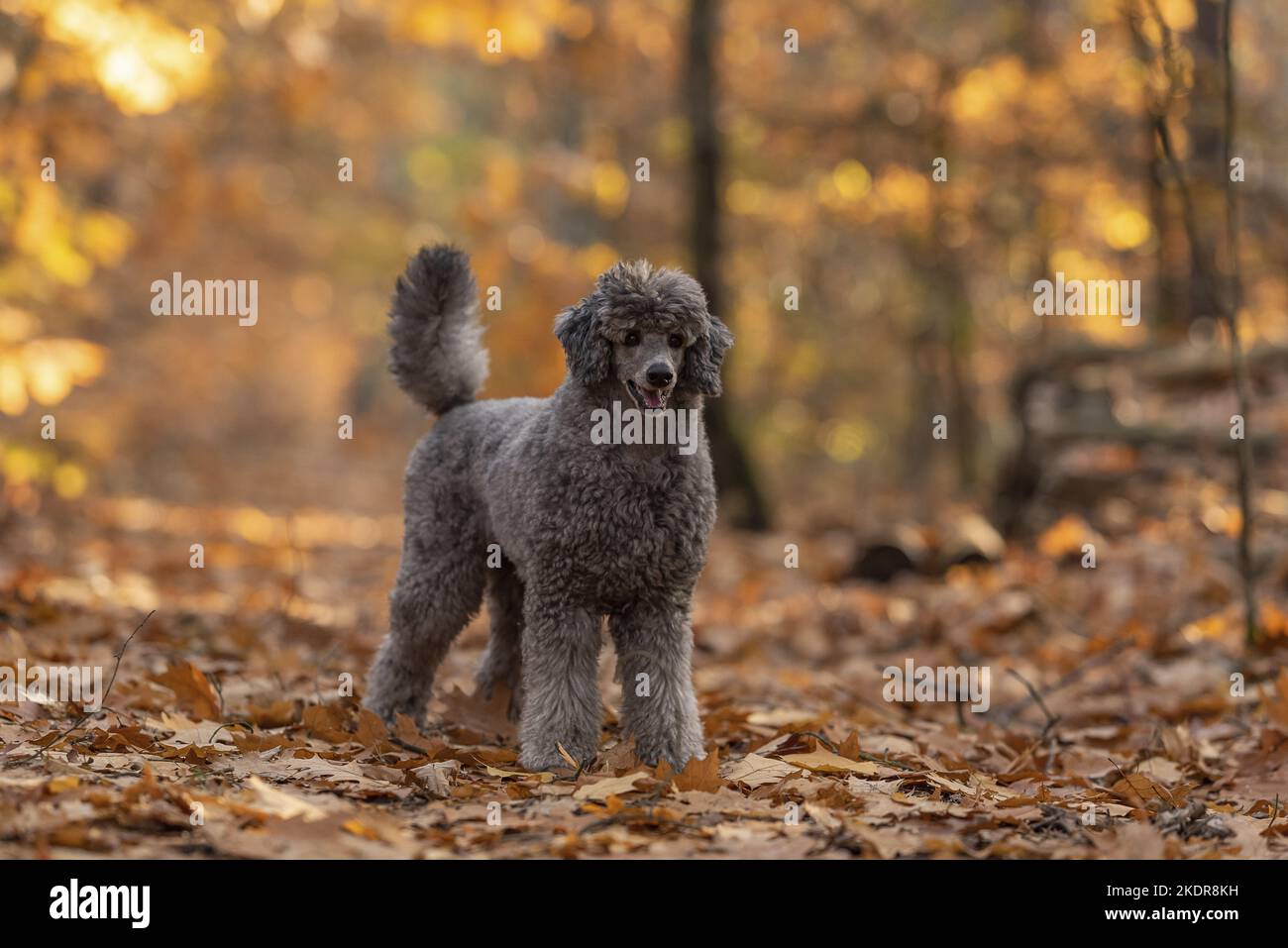 male Standard Poodle Stock Photo Alamy