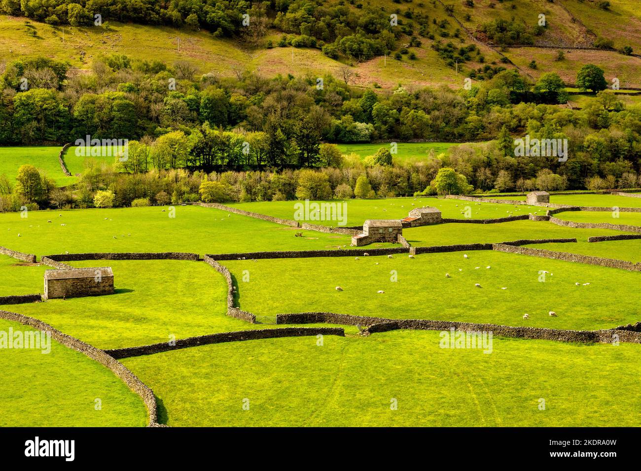 Typical Yorkshire Dales landscape in Swaledale, with barns, sheep and dry stone walls. Stock Photo