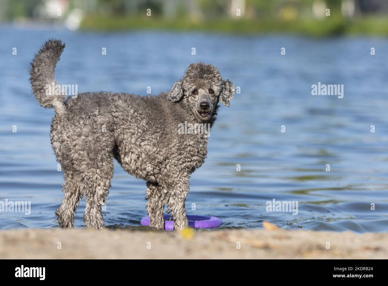 male Royal Standard Poodle Stock Photo Alamy