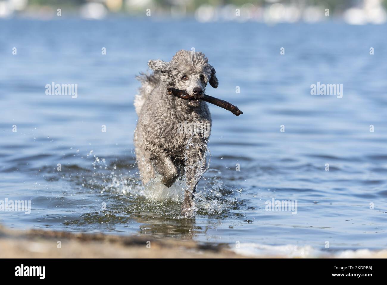 male Royal Standard Poodle Stock Photo Alamy