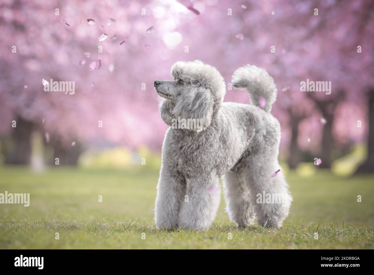 male Royal Standard Poodle Stock Photo Alamy