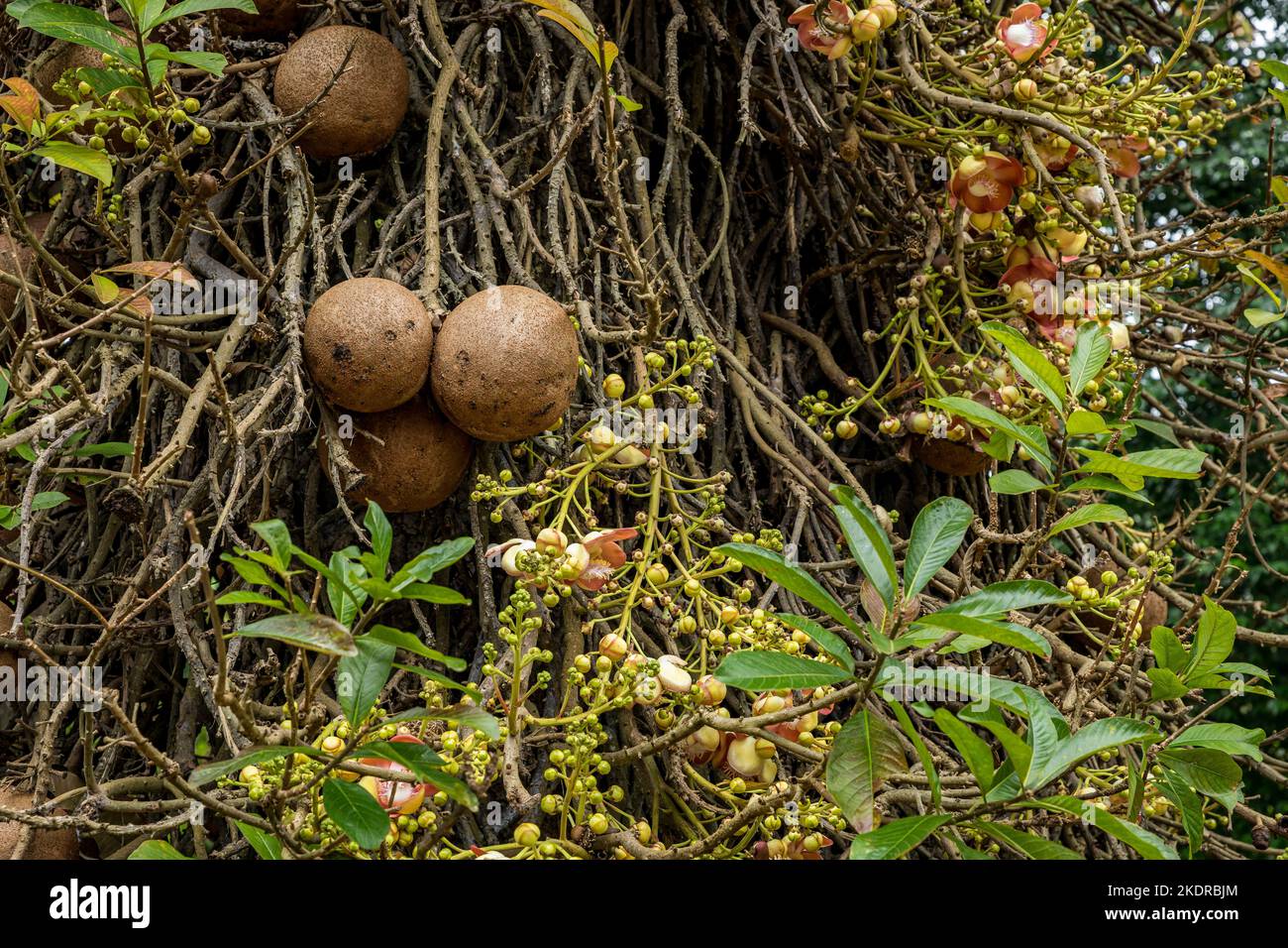 Tropical fruits on tree. Royal Botanic King Gardens. Peradeniya. Kandy