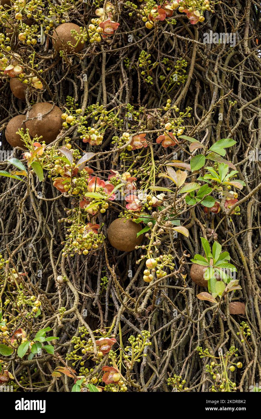 Tropical fruits on tree. Royal Botanic King Gardens. Peradeniya. Kandy