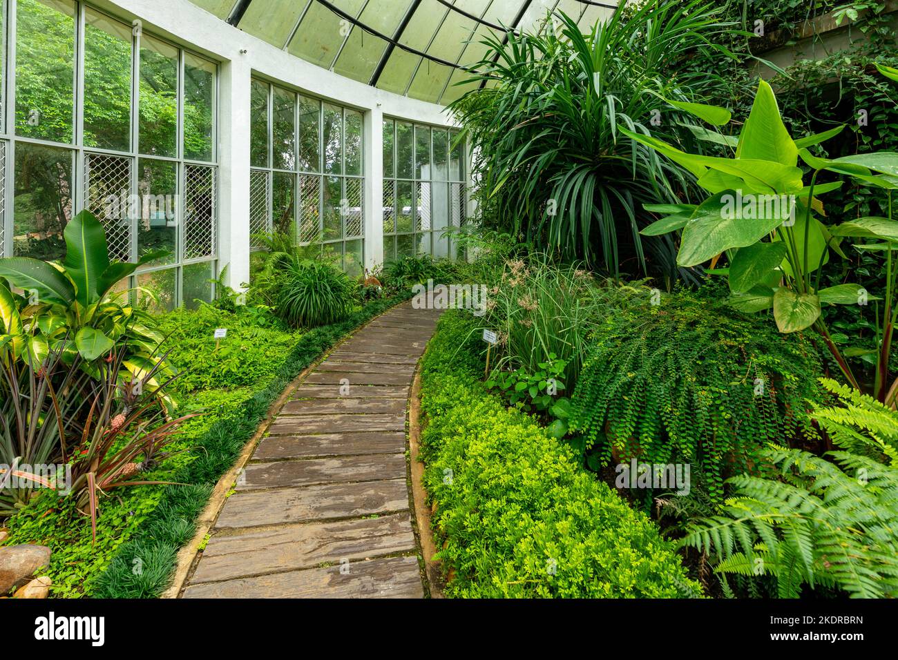 Greenhouse with Tropical Green Vegetation. Royal Botanic King Gardens